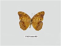 藏品(琺蛺蝶)的圖片